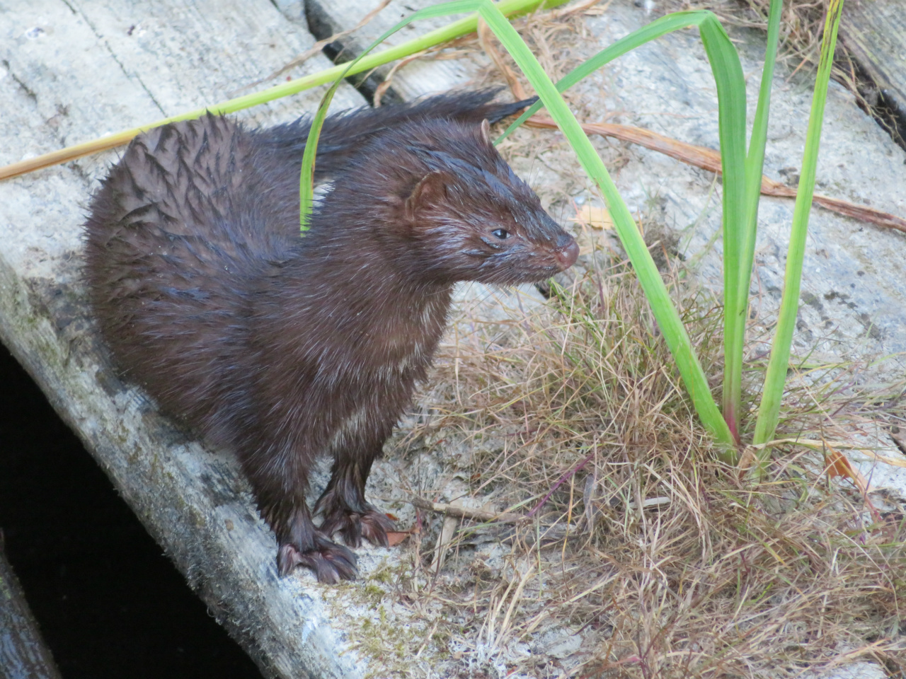 Mink (Åkersberga 2018-07-13)