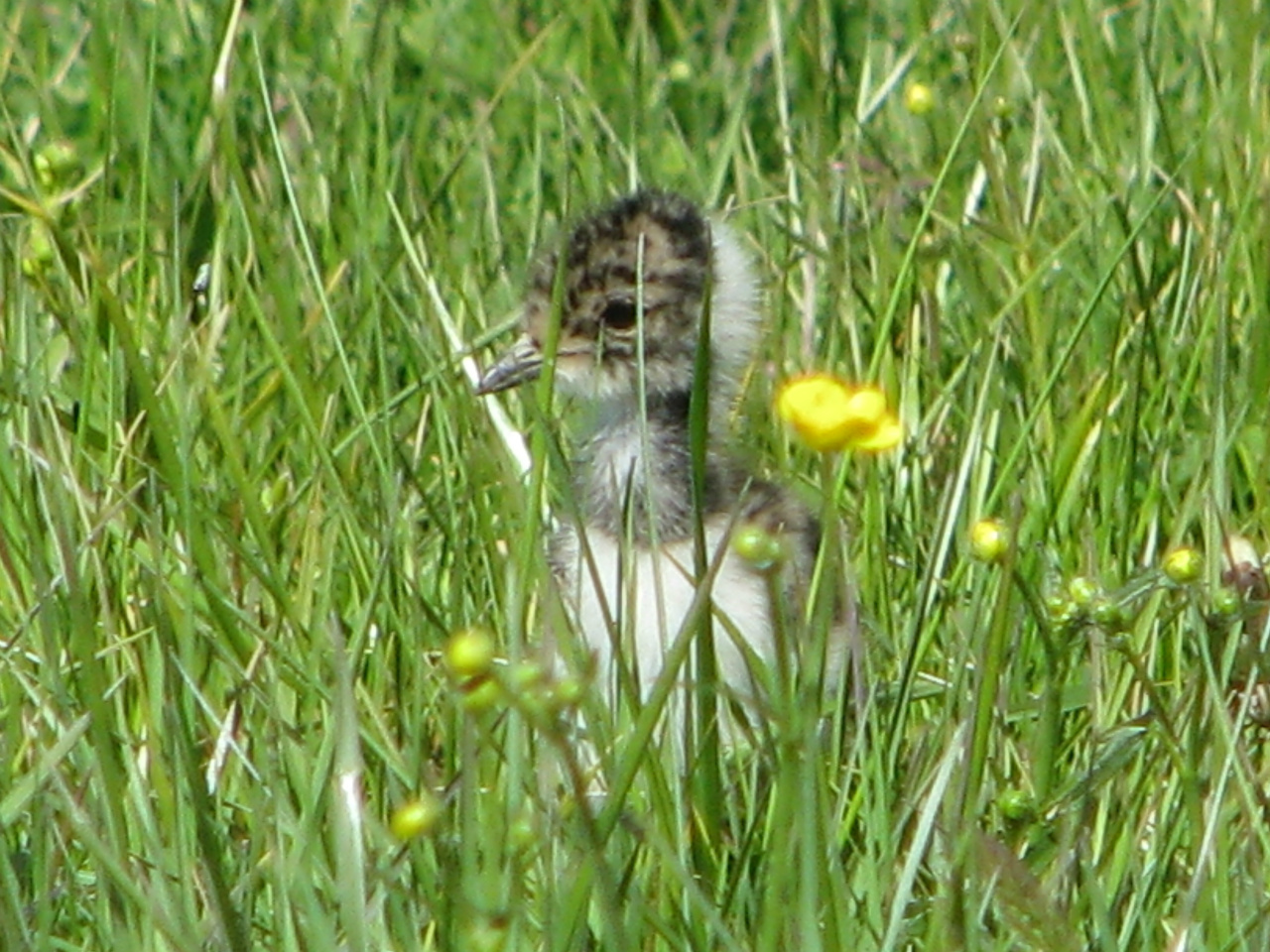 Tofsvipa (Åkersberga 2008-05-27)