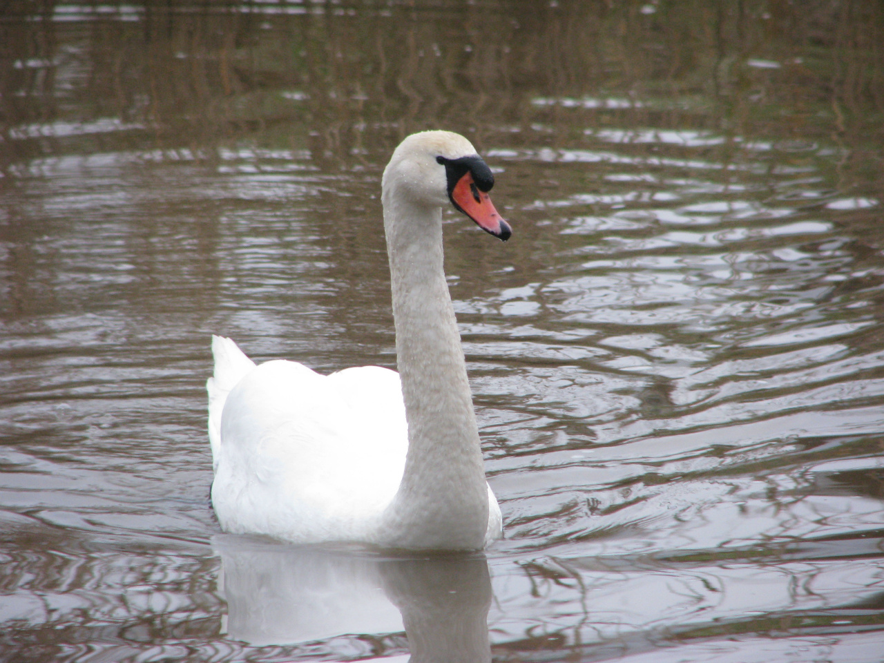 Knölsvan (Åkersberga 2009-12-31)